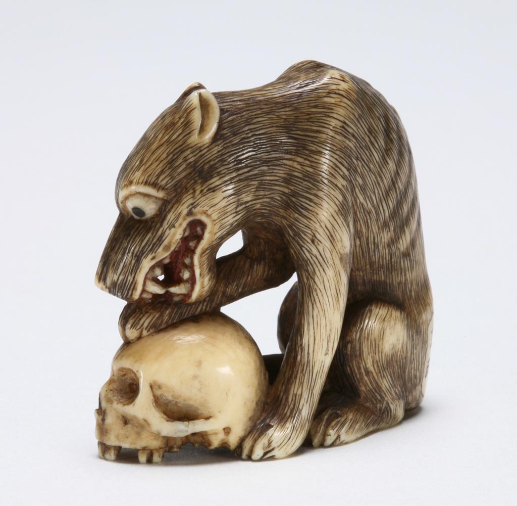 An image of Netsuke. Tomoaki, Japan. A wolf eating a skull. The inside of the wolf's mouth is stained red. Ivory, carved and stained, height 3 cm, width 3.5 cm. Japanese.
