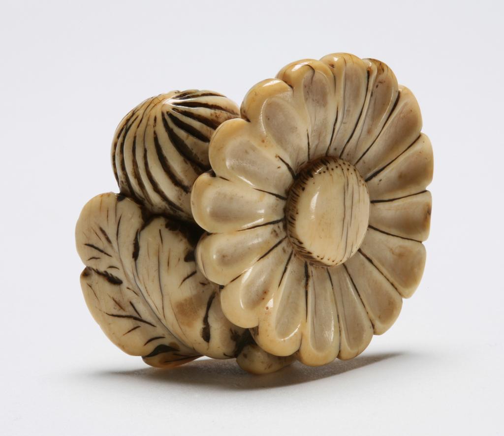 An image of Netsuke. Unknown maker, Japan. A chrysanthemum in flower, one in bud and a leaf. Ivory, carved and stained, width 5 cm.