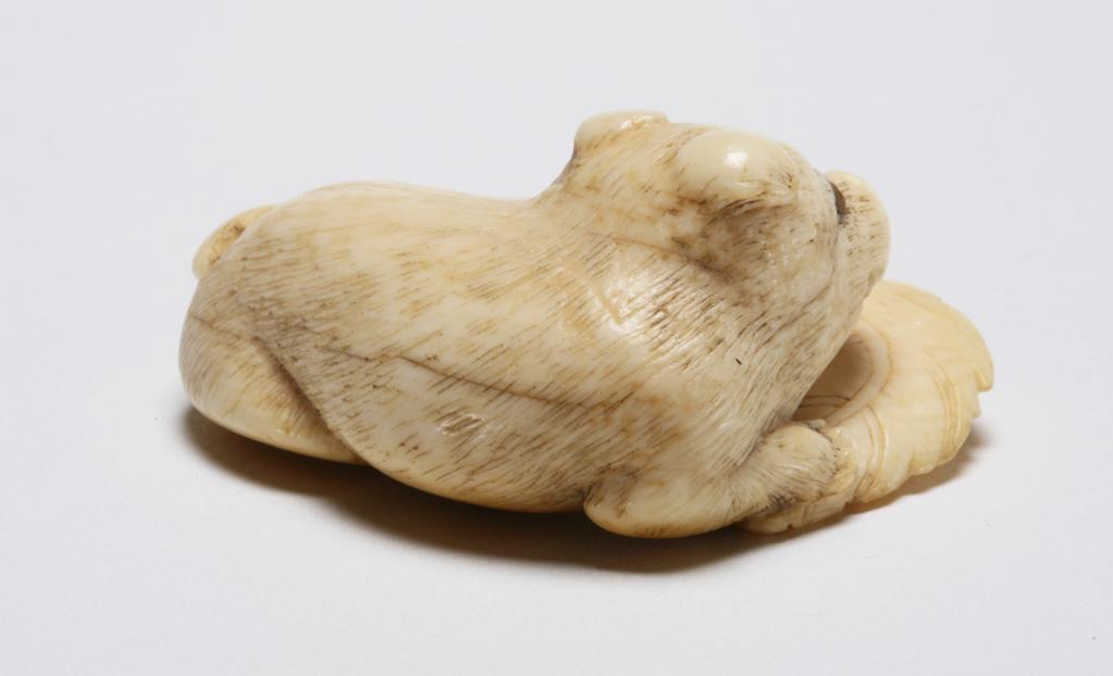 An image of Netsuke. A dog reclining on a large leaf, its eyes are inlaid with horn. Unknown carver, Japan. Ivory, carved, eyes inlaid, 1800-1850. Edo Period.