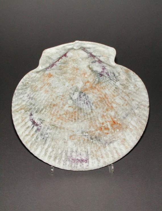 An image of Pecten shell dish