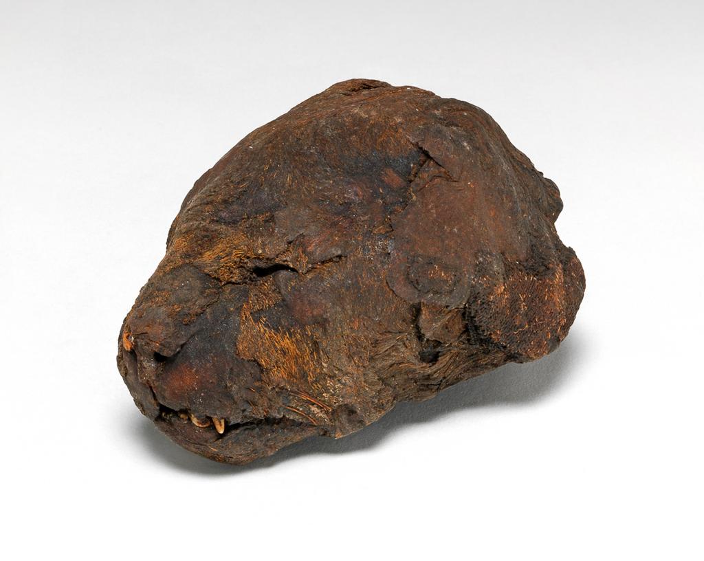 An image of Cat's head, mummified. Find Spot: Egypt. Length 0.12 m.