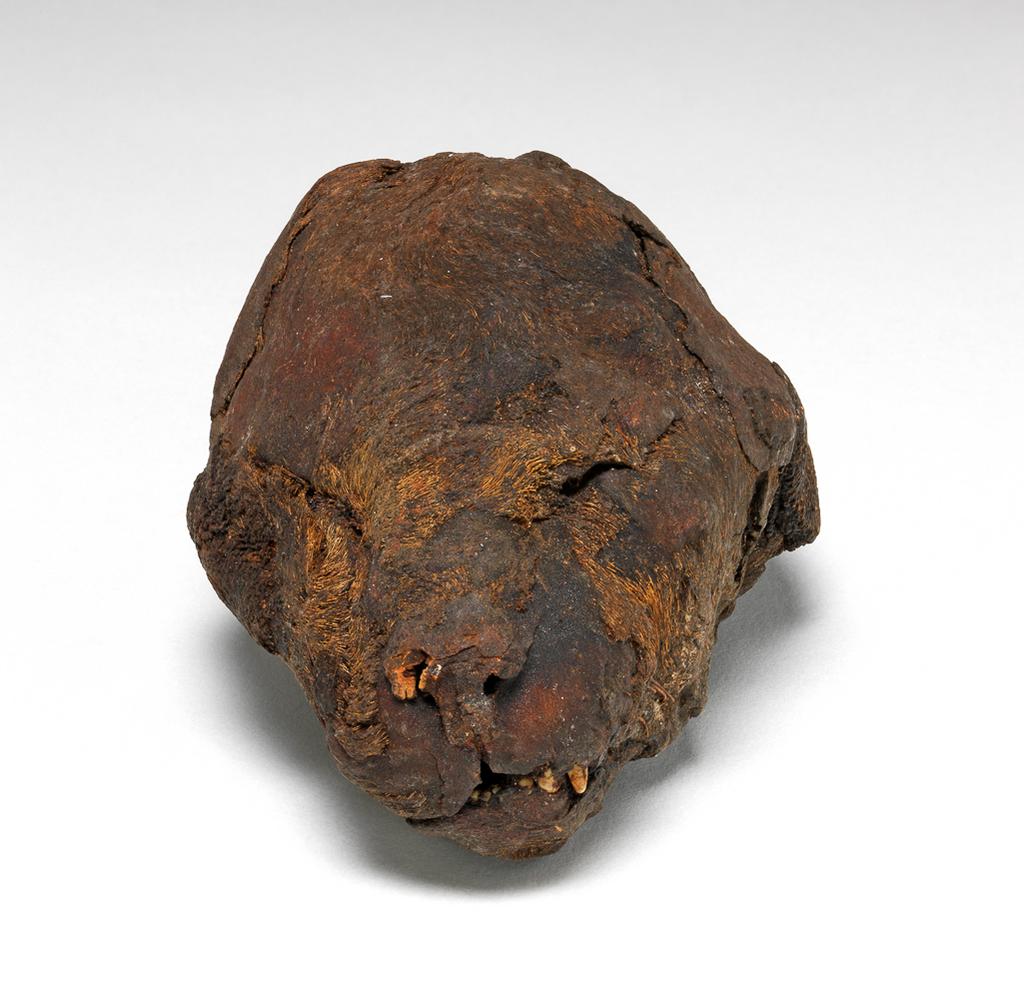 An image of Cat's head, mummified. Find Spot: Egypt. Length 0.12 m.