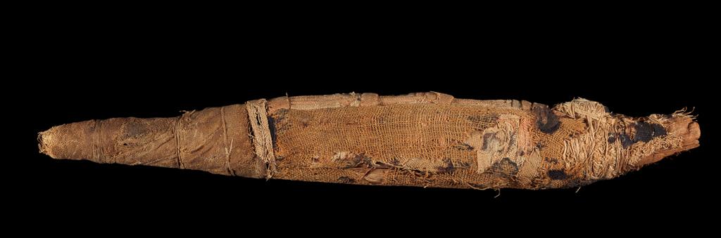 An image of Mummified Crocodile. This mummy contains a piece of animal bone, not an entire crocodile. Ptolemy V (204-180BC) issued a decree declaring that each pot bought at a necropolois should contain the mummy of one animal. Length 32.5cm. 30 B.C. to 100 AD. Roman period.