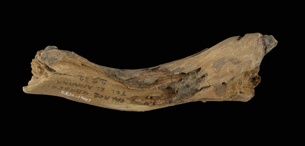 An image of Organic remains/miscellaneous remains. Vine, fragment. Production Place: Egypt. Find Spot: Amarna, el- Egypt. Wood, depth 0.03 m, length 0.125 m, width 0.03 m.