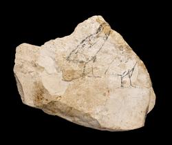 An image of Ostracon, figured