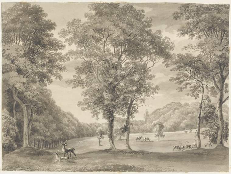 An image of Title/s: Mount Merrion: view of the fir grove from the west side of the north avenue (no pag) Maker/s: Ashford, William (draughtsman) [ULAN info: British artist, 1746-1824]Technique Description: grey wash on paper laid down on hollow mounts and bound with backing sheetsDimensions: height: 320 mm, width: 430 mmDate: 1806  