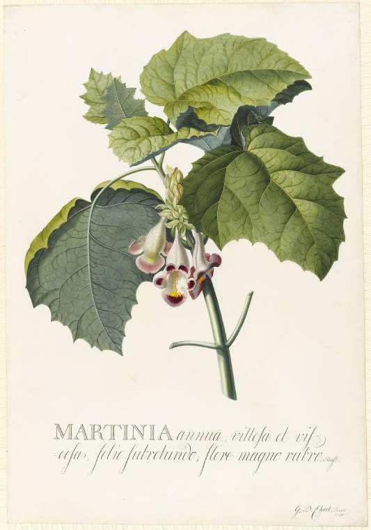 An image of Title/s: Proboscida louisianica (Martinia annua, Common Unicorn Flower or Ram's Horn) 
Maker/s: Ehret, Georg Dionysius (draughtsman) [ULAN info: German artist, 1710-1770]
Description: Study of terminal portion of stem with leaves and inflorescence. Removed from album and mounted separately. 
Technique Description: watercolour and bodycolour over faint traces of graphite on vellum 
Dimensions: height: 544 mm, width: 376 mm 
Date: 1740
 

 
