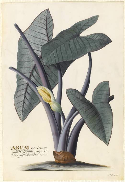 An image of Title/s: Arum 
Maker/s: Ehret, Georg Dionysius (draughtsman) [ULAN info: German artist, 1710-1770]
Description: Study of growing plant with leaes and a single flower. Removed from album and mounted separately.
Technique Description: watercolour and bodycolour on vellum 
Dimensions: height: 532 mm, width: 362 mm

 

 
