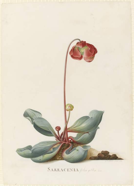 An image of Title/s: Sarracenia purpurea. Pitcher Plant 
Maker/s: Ehret, Georg Dionysius (draughtsman) [ULAN info: German artist, 1710-1770]
Description: Study of a plant growing in soil, with leaves, single red flower and two buds carried on shorter stems. Removed from album and mounted separately.
Technique Description: watercolour and bodycolour over traces of graphite on vellum 
Dimensions: height: 477 mm, width: 338 mm 
Date: 1764
 

 
