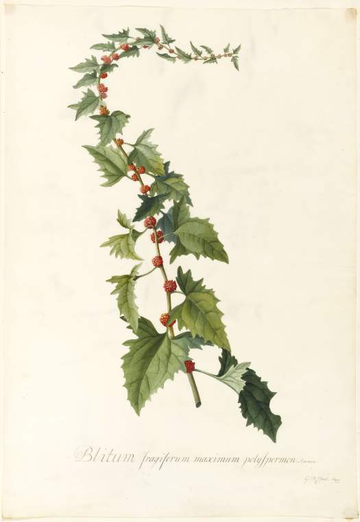 An image of Title/s: Blitum. Miller: The Blight or Strawberry Spinach 
Maker/s: Ehret, Georg Dionysius (draughtsman) [ULAN info: German artist, 1710-1770]
Description: Study of upper portion of stem with leaves and fruits. 
Technique Description: watercolour and bodycolour on vellum 
Dimensions: height: 531 mm, width: 371 mm 
Date: 1740
 

 
