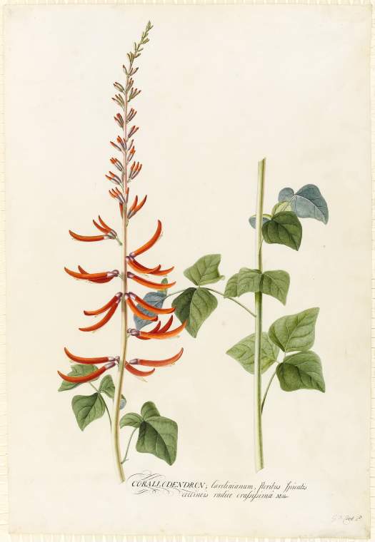 An image of Title/s: Corallodendron. The thick rooted Carolina Coral Tree with scarlet flowers growing in spikes 
Maker/s: Ehret, Georg Dionysius (draughtsman) [ULAN info: German artist, 1710-1770]
Description: Study of the terminal portion of flowering stem with leaves, and portion of separate stem with leaves. Removed from album and mounted separately. 
Technique Description: watercolour and bodycolour over traces of graphite on vellum 
Dimensions: height: 541 mm, width: 368 mm
 

 
