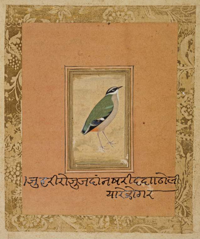 An image of MANSUR, UstadGreen bird (Indian Pitta (Pitta brachyura*) standing facing rightMogul School