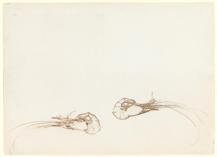 An image of Two Prawns. Sargent, John Singer (American, 1856-1925). Drawing. Pen and brown ink over traces of graphite, on paper. Height: 247 mmwidth: 343 mm.