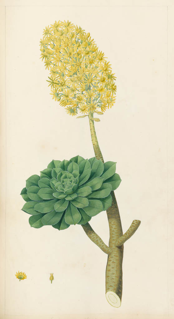 An image of Sempervivum arborea (Aconium arboreum). Sowerby, James (British, 1756-1822). Watercolour and some white over graphite, within ruled graphite margins on paper, height, drawn area, 418 mm, width, drawn area, 221 mm, circa 1800. Study of thick fleshy stem with lateral rosette of succulent leaves and terminal inflorescence. Lower left, detailed study of perspective view of individual flower, with ovary and styles.