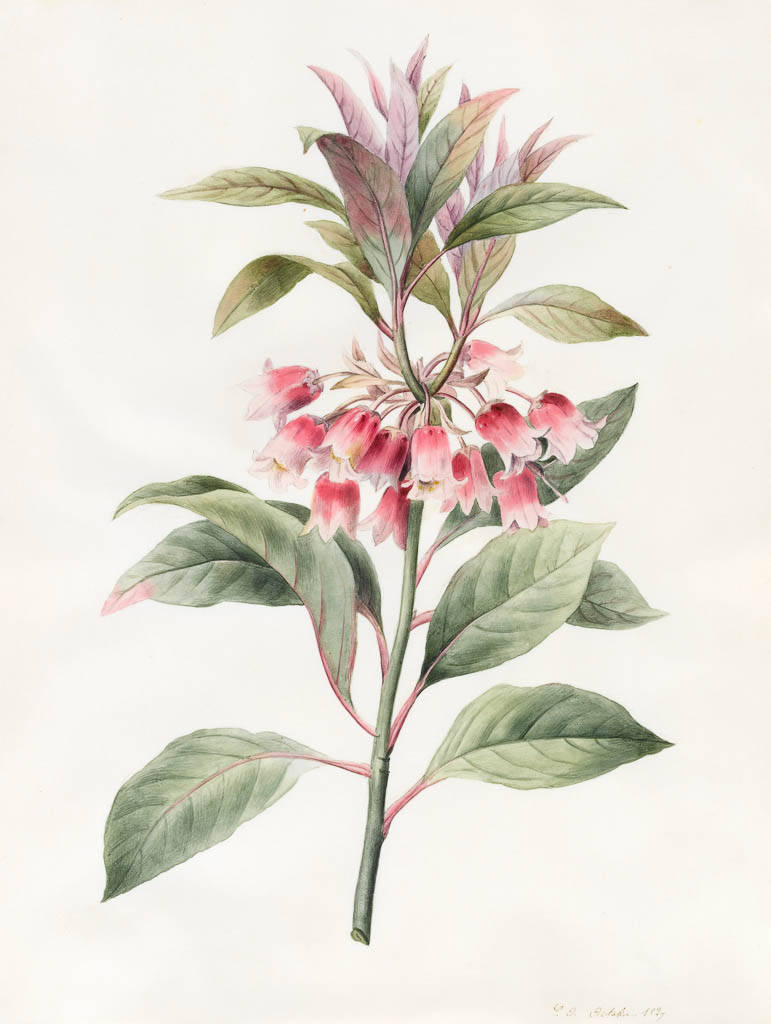 An image of Unnamed. Louise d'Orleans (French, 1812-185?). Watercolour on vellum. Height: 262 mm, width: 203 mm. 1827.