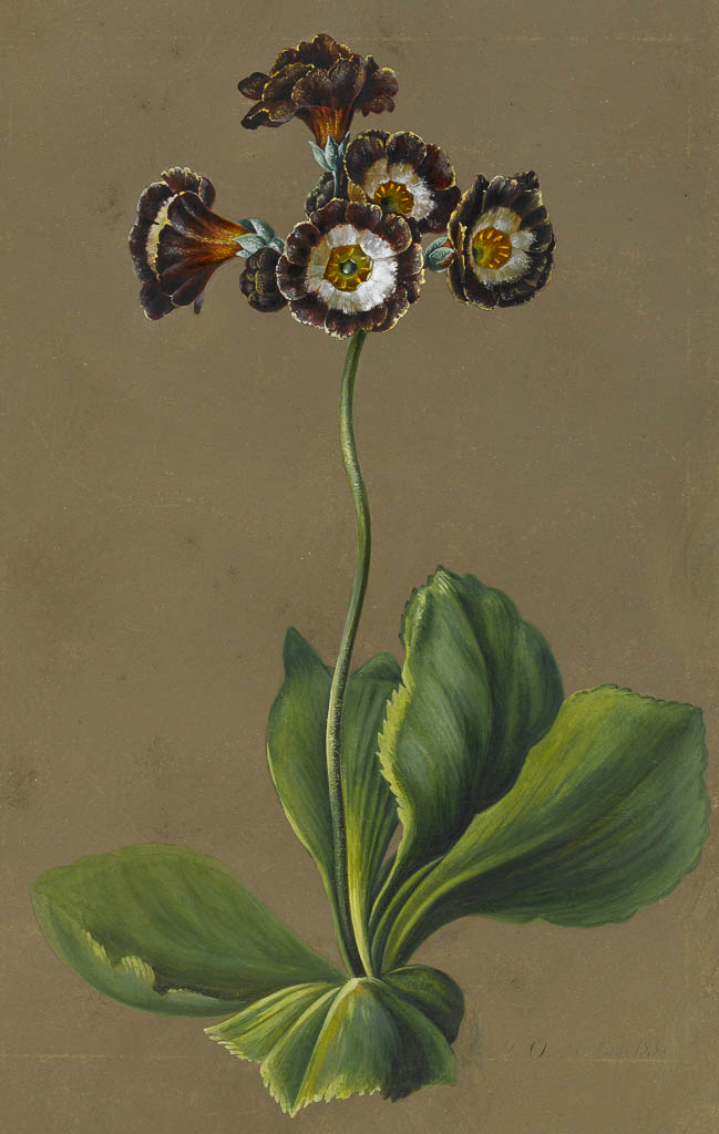 An image of Hybrid Auricula. Louise d'Orleans (French, 1812-185?). Bodycolour on paper with a prepared ground. Height: 268 mm, width: 163 mm. 1830.