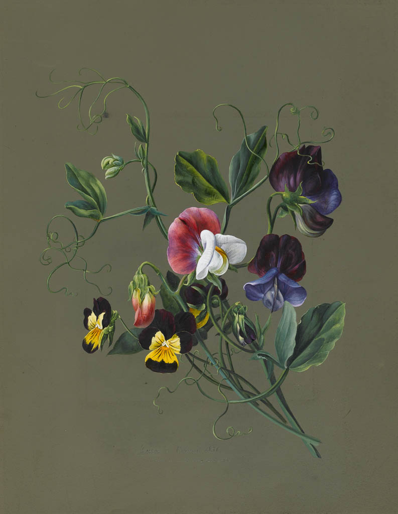 An image of Sweet Peas (Quitro) and Violas. Louise d'Orleans (French, 1812-185?). Watercolour and bodycolour on paper with a prepared ground. Height: 283 mm, width: 220 mm. 1830-1831.