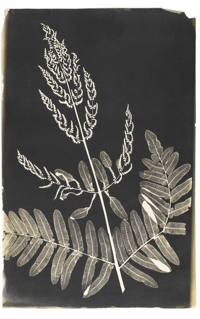 An image of Salt prints. The British Ferns – Photographed from Nature. Cecilia Glaisher (British, 1828-1892 ). 19th Century (from 1855).