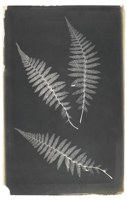 An image of Photographic print