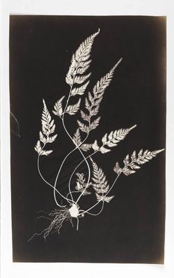 An image of Photographic print