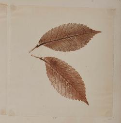 An image of Nature print