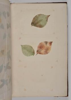 An image of Nature print