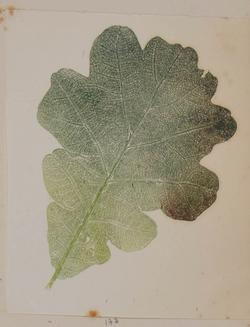 An image of Nature print