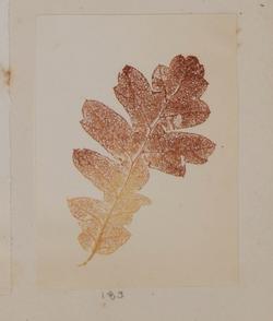 An image of Nature print