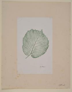 An image of Nature print