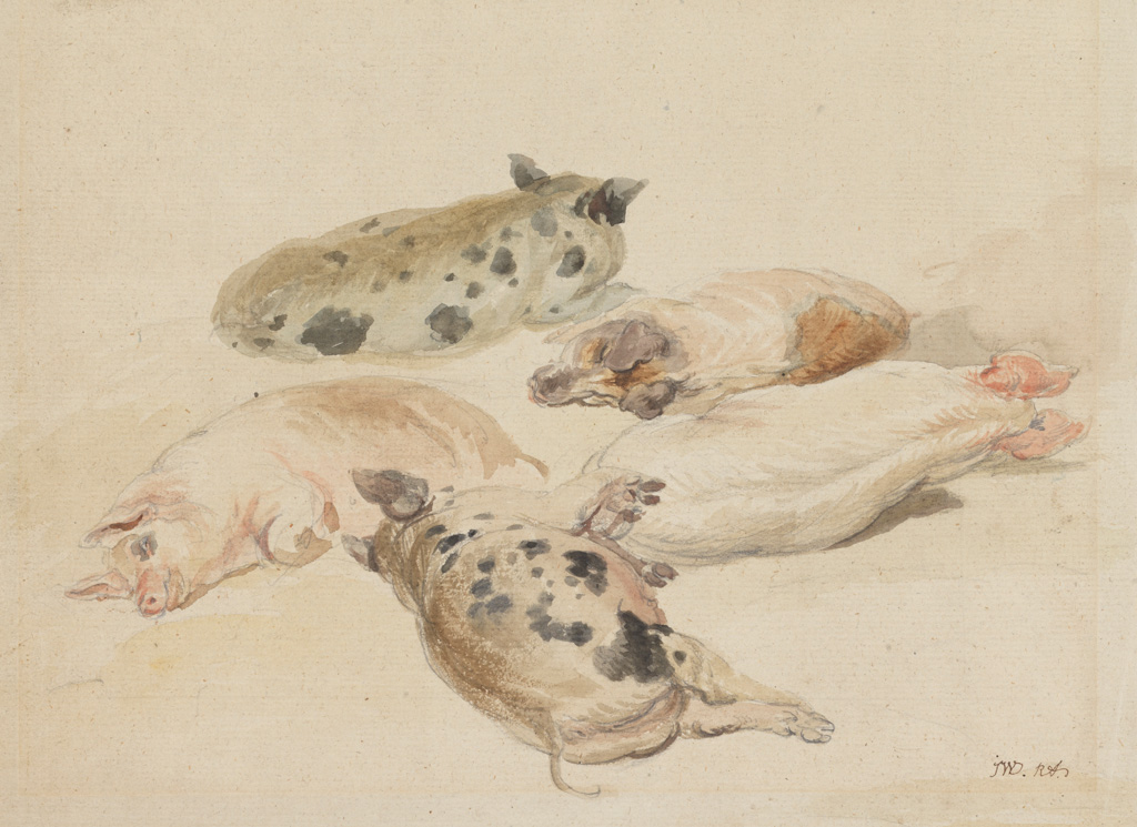 An image of Studies of five pigs, lying down. Ward, James, R.A. (British, 1769-1859). Graphite and watercolour on paper, height 281 mm, width 371 mm.