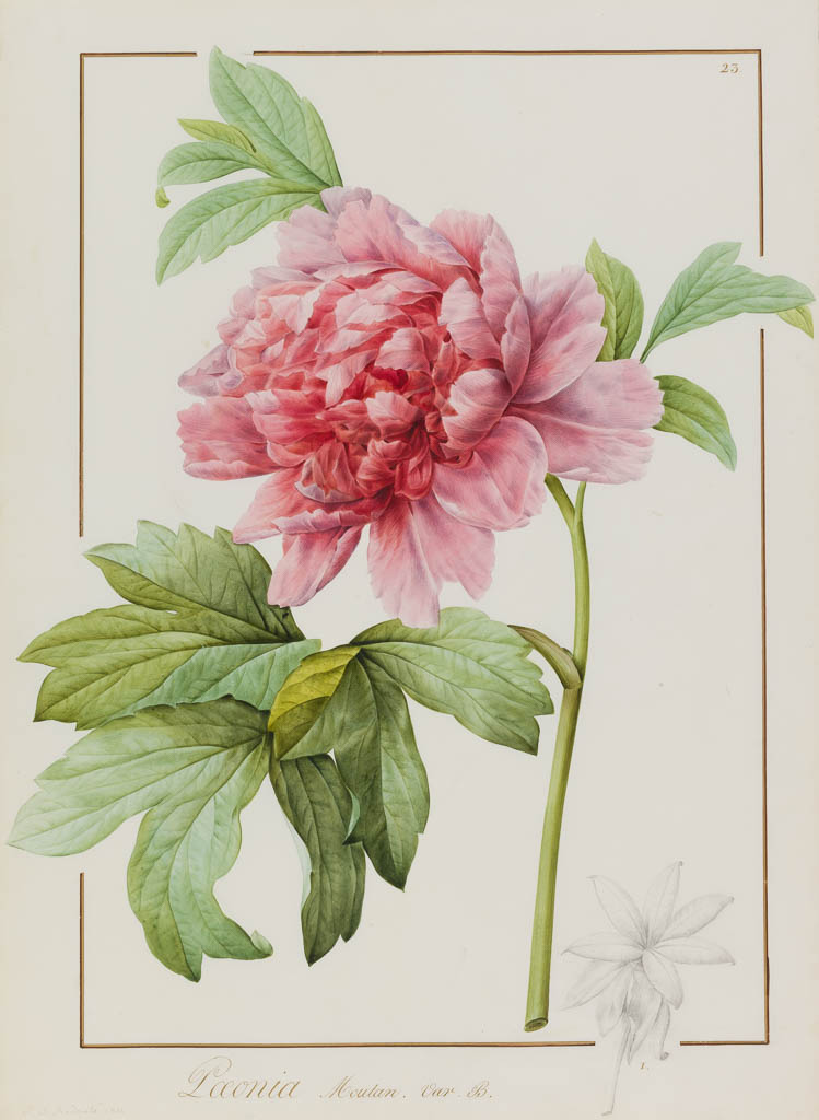 An image of Paeonia moutan var. B. (Paeonia suffruticosa). Redouté, Pierre Joseph (Flemish, 1759-1840). Watercolour with gum Arabic over traces of graphite on vellum, height 458 mm, width 333 mm, 1812.