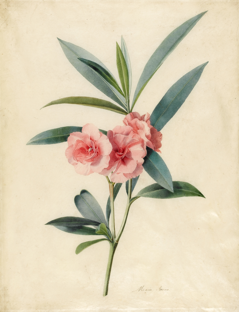 An image of Nerium oleander (Rose Bay). Anne, Marie (British, op.1840-1851). Watercolour on vellum, height, vellum, 399 mm, width, vellum, 311 mm.