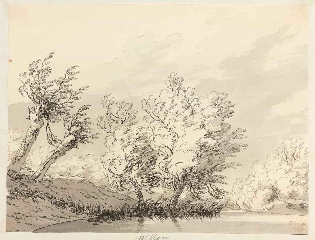 An image of Fourteen etchings of trees. Cozens, John Robert (British, 1752-1797). Fourteen soft-ground etchings, mounted on original backing sheets with etched border-lines, stitched together as per original issue. Soft-ground etching, hand colouring, black carbon ink on paper, 1789.