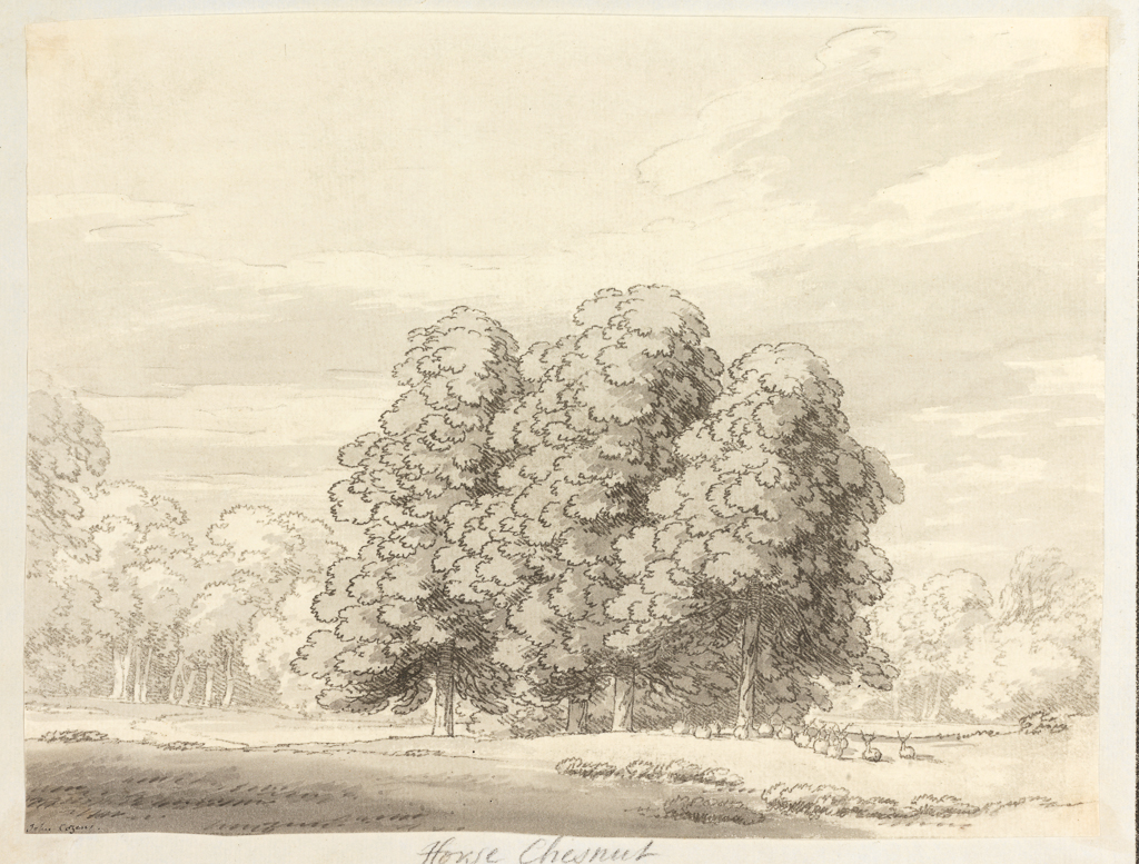 An image of Fourteen etchings of trees. Cozens, John Robert (British, 1752-1797). Fourteen soft-ground etchings, mounted on original backing sheets with etched border-lines, stitched together as per original issue. Soft-ground etching, hand colouring, black carbon ink on paper, 1789.