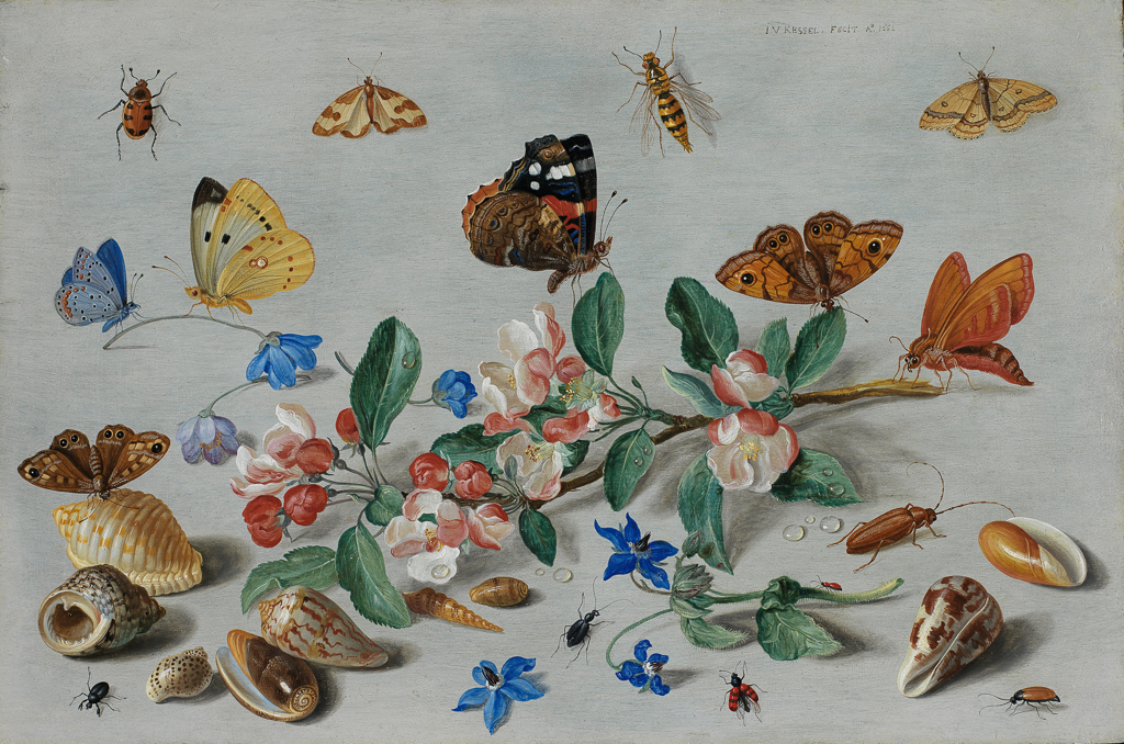 An image of Butterflies and other insects. Kessel, Jan van I (Flemish, 1626-1679). Oil on copper, height 19.3 cm, width 29 cm, 1661.