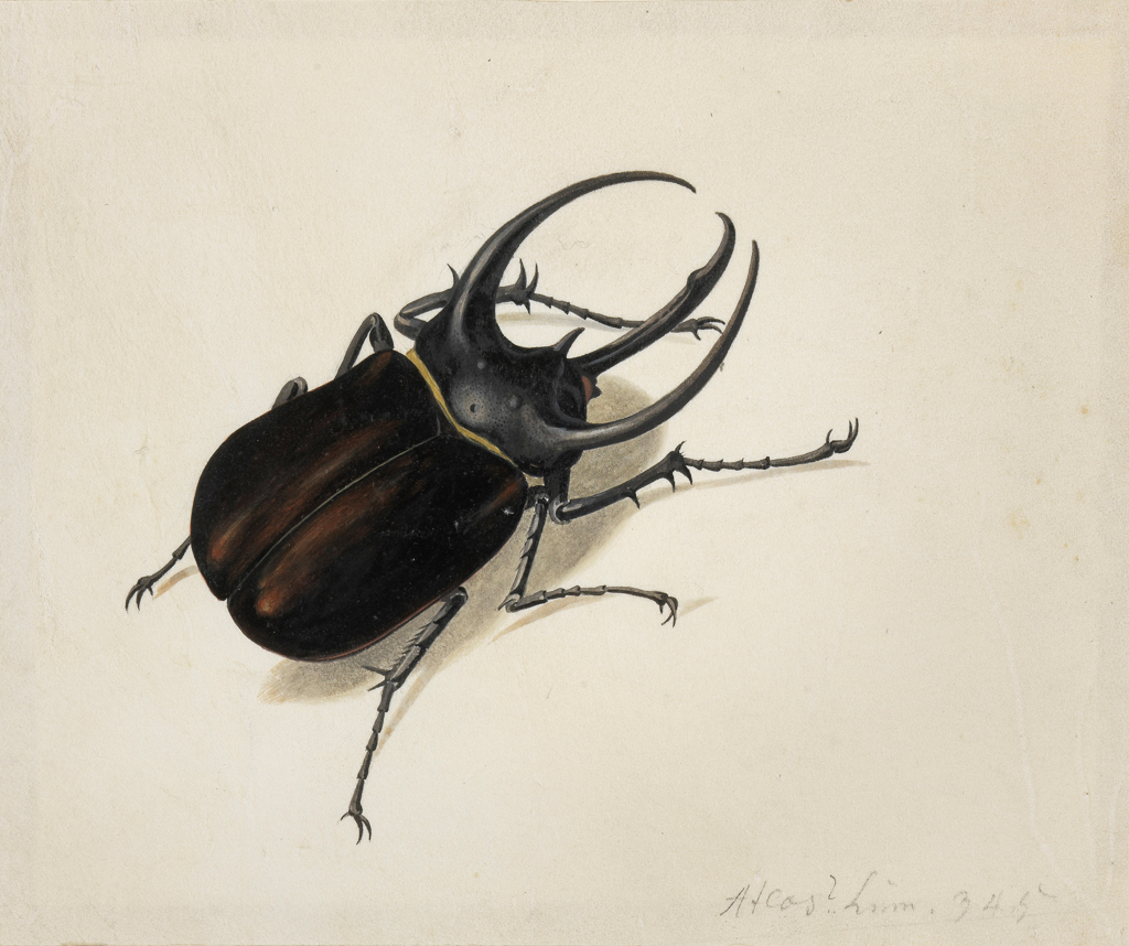 An image of Stag Beetle. Ehret, Georg Dionysius (German, 1708-1770). Watercolour and bodycolour reinforced with gum Arabic on vellum, height 142 mm, width 170 mm. Album: Botanical Drawings.