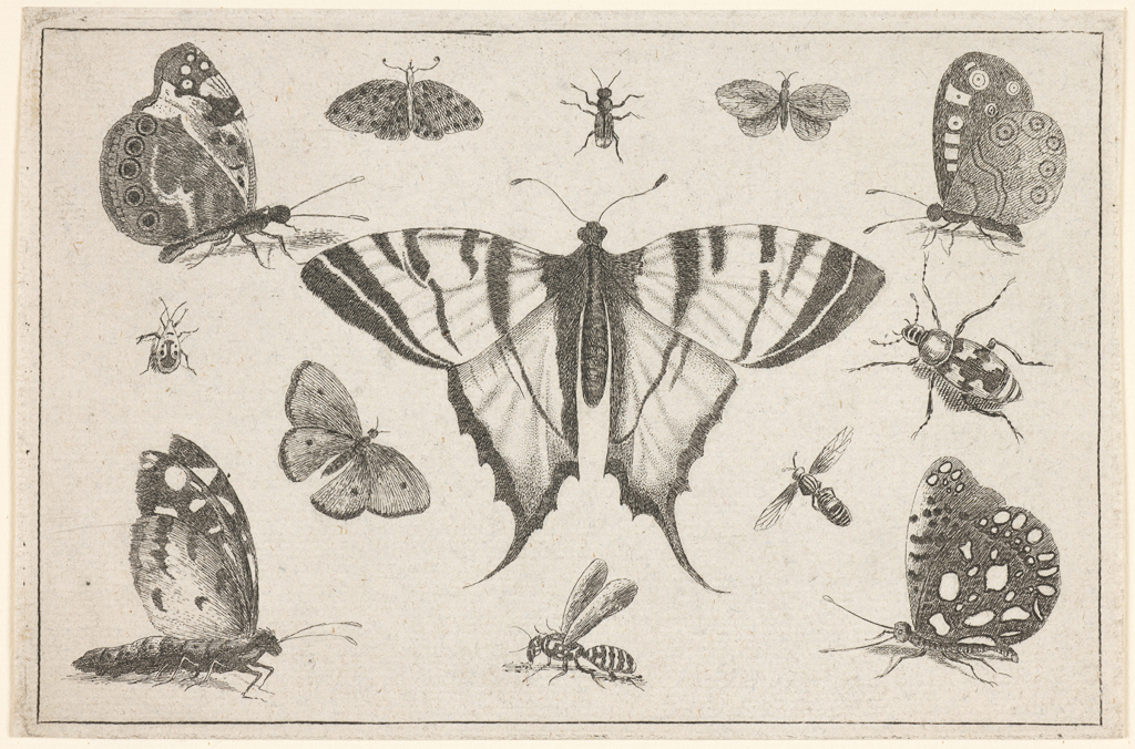 An image of Swallow-tailed butterflies and twelve other insects. Diversae Insectorum. Hollar, Wenceslaus, attributed (Czech, 1607-1677). Etching, height, paper, 12.2 cm, width, paper, 18.5 cm, 1647. Bohemian. Notes: From a set of seven plates and a title. Hollstein notes that the set is more coarsely etched that the earlier series (nos.913-924), and it is a possibility that the set is a copy.