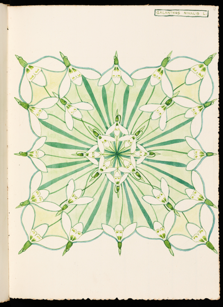 An image of Recto: Galanthus Nivalis L. Verso: Blank. Bicknell, Clarence (British, 1842-1918). Watercolour over traces of graphite, surrounded by graphite line on all sides, on paper, height, leaf, 325 mm, width, leaf, 230 mm, 1911. Part of vellum bound sketchbook with brown leather cover details and closure straps. Contains 76 leaves. Front cover has a vertical rectangular box containing an acorn and oak leaf design in red and green inks, with the initials 'M.B.' (Margaret Berry).
