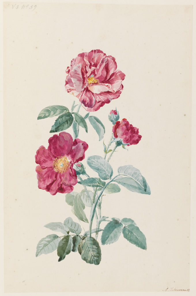 An image of Roses. Schouman, Aert (Dutch, 1710-1792). Watercolour on laid paper, height 410 mm, width 264 mm.