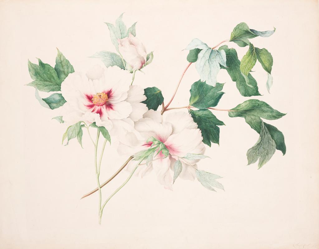 An image of Paeonia suffruticosa (Paeonia moutan var. B., Moutan or Japanese Tree Peony). Cust, Lucy (British, active c. 1815). Watercolour with traces of bodycolour and gum Arabic over faint traces of graphite outline on card, height 541 mm, width 694 mm, 1815. Acquisition: bequeathed 1973 by Henry Rogers Broughton Fairhaven.