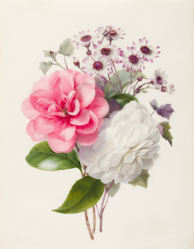 An image of A spray of three flowers Camellias and Cincinaria (?). Anne, Marie (British, op.1840-1851). Watercolour and bodycolour on vellum, height 269 mm, width 215 mm. Acquisition: bequeathed 1973 by Henry Rogers Broughton Fairhaven.