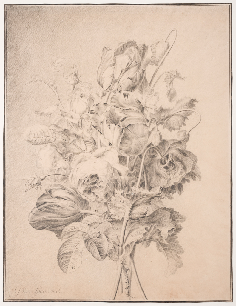 An image of Sprays of roses, tulips and poppies with insects on the leaves. Spaendonck, Gerard van (Dutch, 1746-1822). Graphite surrounded by lines of black wash on paper, height 532 mm, width 408 mm. Acquisition: bequeathed 1973 by Henry Rogers Broughton Fairhaven.