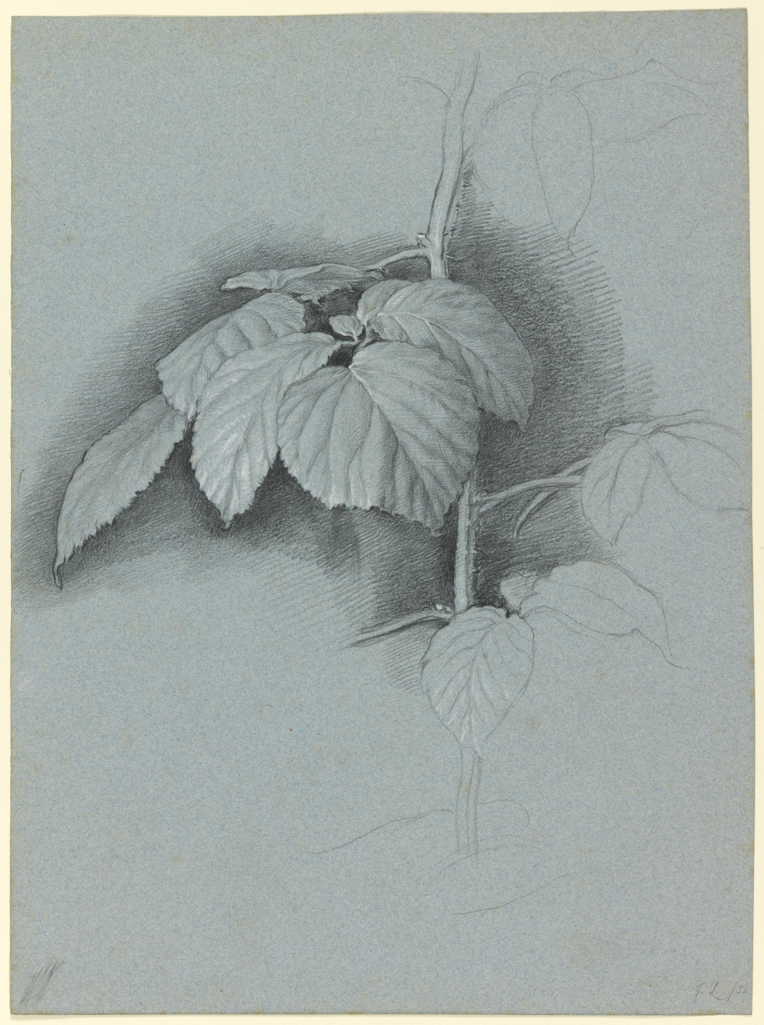 An image of Study of leaves. Linnell, John (British, 1792-1882). Black chalk, heightened with white chalk on blue paper, height, sheet, 367 mm, width, sheet, 272 mm, 19th century. Sir Ivor and Lady Batchelor Bequest.