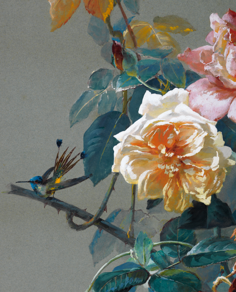 An image of Climbing Tea roses and a hummingbird. Mussilla, W. (German, 19th cent). Bodycolour and red ink on blue-grey card, height 634 mm, width 486 mm. Acquisition: bequeathed 1973; Fairhaven, Henry Rogers Broughton.