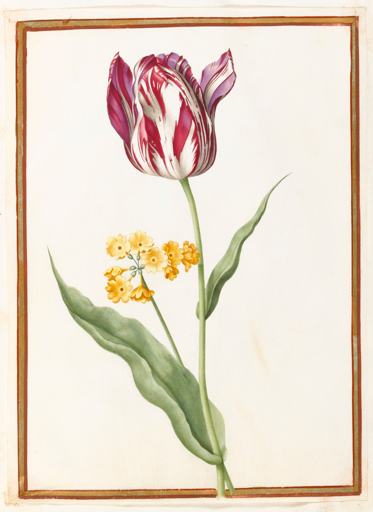 An image of A 'broken' tulip and Primula auricula. Robert, Nicolas attributed to (French, 1614-1685). Graphite, watercolour and bodycolour on vellum, height 278 mm, width 202 mm. Album containing 62 botanical drawings on vellum tipped in on the gilt-edged pages of the album which bear the watermark of an 18th century French paper-maker, Malmenayde of Thiers (active from 1731). Bound in red morocco with clasps, the spine tooled in gilt. The Pages are interleaved with thin protective paper. Ruled lines of red and gold border the drawings on all sides. 17th Century. French.