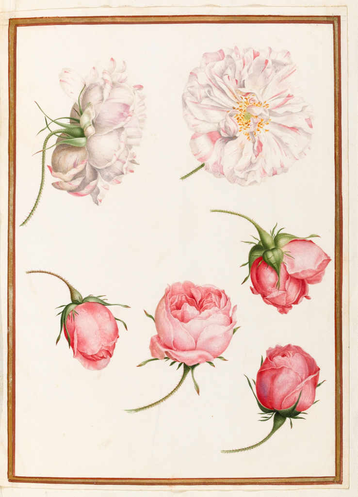 An image of Five heads of old fashioned roses. Robert, Nicolas attributed to (French, 1614-1685). Graphite, watercolour and bodycolour on vellum, height 310 mm, width 227 mm. Album containing 62 botanical drawings on vellum tipped in on the gilt-edged pages of the album which bear the watermark of an 18th century French paper-maker, Malmenayde of Thiers (active from 1731). Bound in red morocco with clasps, the spine tooled in gilt. The Pages are interleaved with thin protective paper. Ruled lines of red and gold border the drawings on all sides. 17th Century. French.