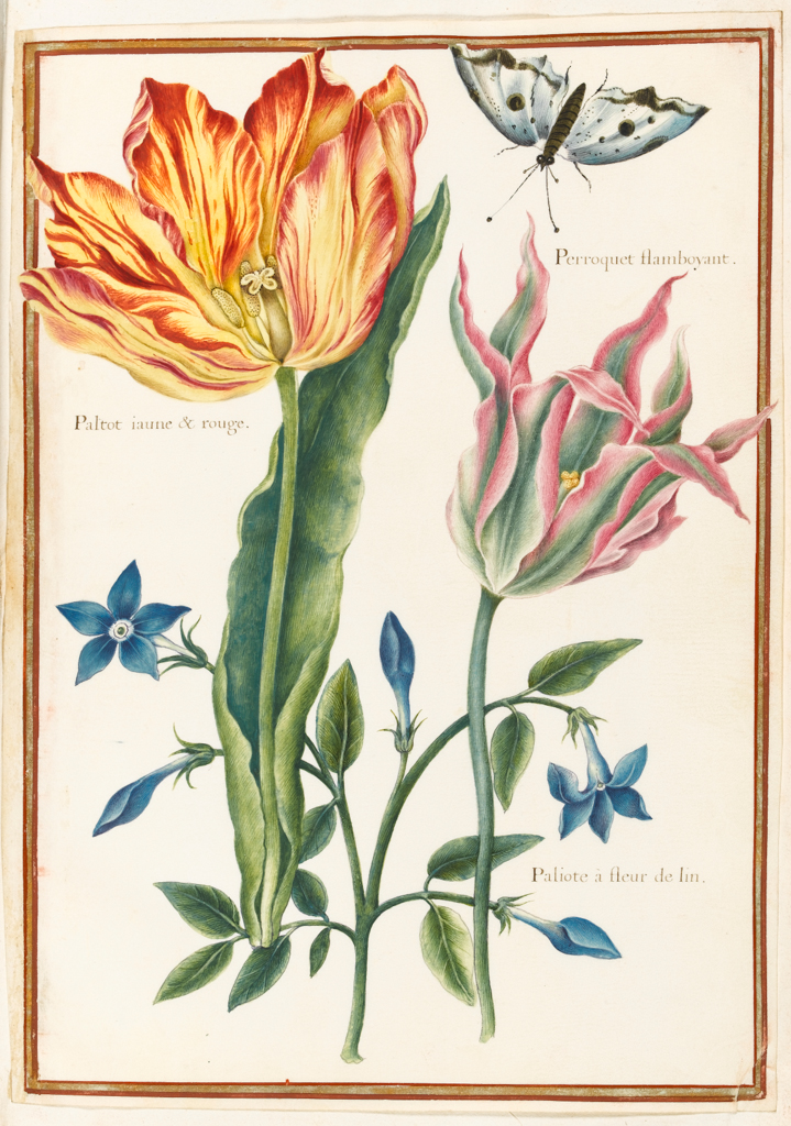 An image of A stylised drawing of two broken tulips and a Periwinkle. Robert, Nicolas attributed to (French, 1614-1685). Graphite, ink, watercolour and bodycolour on vellum, height 322 mm, width 224 mm. Album containing 62 botanical drawings on vellum tipped in on the gilt-edged pages of the album which bear the watermark of an 18th century French paper-maker, Malmenayde of Thiers (active from 1731). Bound in red morocco with clasps, the spine tooled in gilt. The Pages are interleaved with thin protective paper. Ruled lines of red and gold border the drawings on all sides. 17th Century. French.