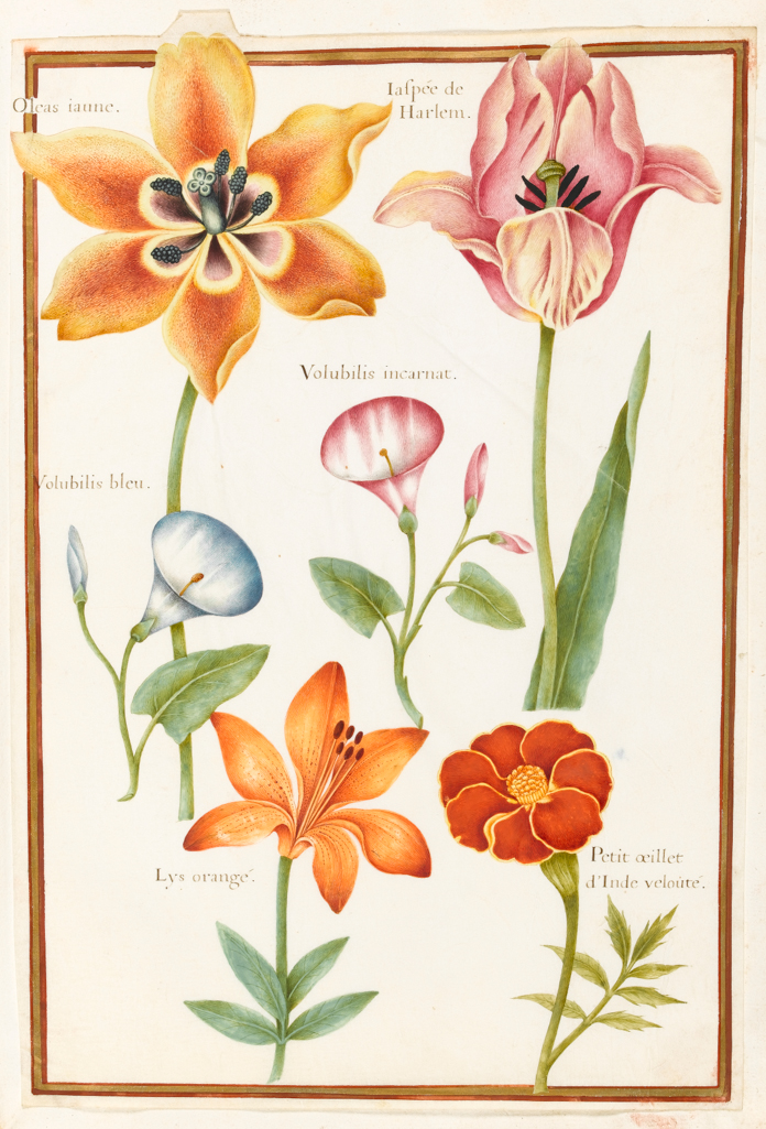 An image of Stylised drawings of two Tulips, two Convolvulus, one Lily, (Lilium bulbiferum), and one French Marigold. Robert, Nicolas attributed to (French, 1614-1685). Graphite, watercolour and bodycolour on vellum, height 320 mm, width 214 mm. Album containing 62 botanical drawings on vellum tipped in on the gilt-edged pages of the album which bear the watermark of an 18th century French paper-maker, Malmenayde of Thiers (active from 1731). Bound in red morocco with clasps, the spine tooled in gilt. The Pages are interleaved with thin protective paper. Ruled lines of red and gold border the drawings on all sides. 17th Century. French.
