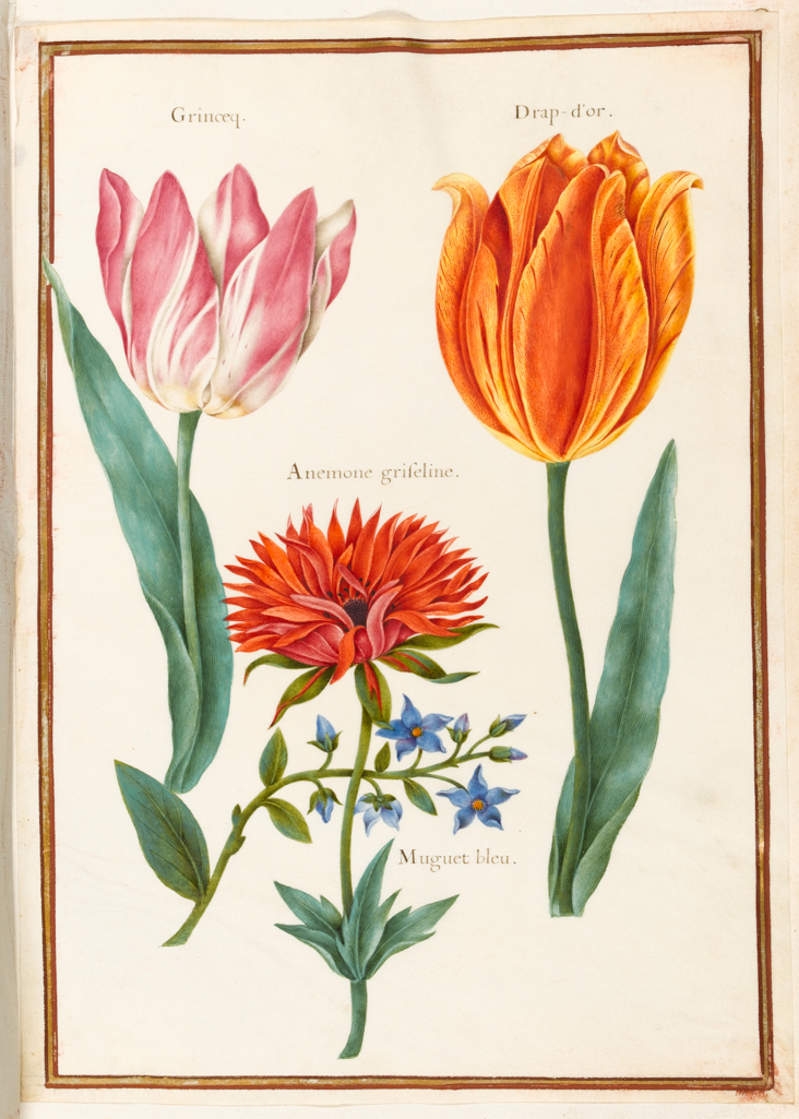 An image of Two 'broken' tulips and an Anemone. Robert, Nicolas attributed to (French, 1614-1685). Graphite, watercolour and bodycolour on vellum, height 314 mm, width 224 mm. Album containing 62 botanical drawings on vellum tipped in on the gilt-edged pages of the album which bear the watermark of an 18th century French paper-maker, Malmenayde of Thiers (active from 1731). Bound in red morocco with clasps, the spine tooled in gilt. The Pages are interleaved with thin protective paper. Ruled lines of red and gold border the drawings on all sides. 17th Century. French.