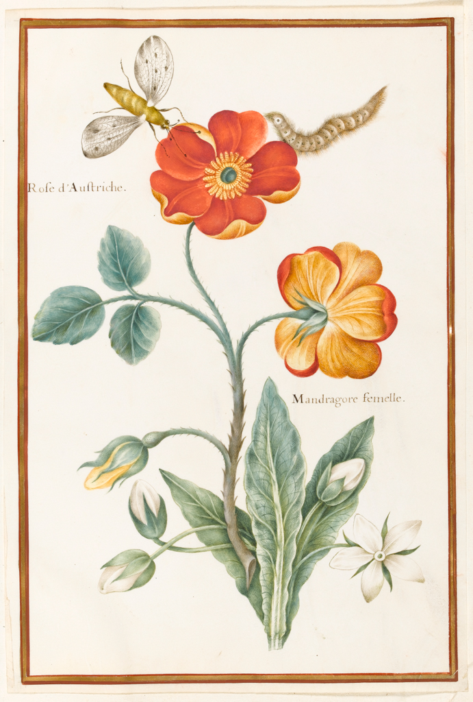 An image of Austrian briar rose, Mandragora (Mandiate). Robert, Nicolas attributed to (French, 1614-1685). Watercolour and bodycolour on vellum, height 319 mm, width 215 mm. Album containing 62 botanical drawings on vellum tipped in on the gilt-edged pages of the album which bear the watermark of an 18th century French paper-maker, Malmenayde of Thiers (active from 1731). Bound in red morocco with clasps, the spine tooled in gilt. The Pages are interleaved with thin protective paper. Ruled lines of red and gold border the drawings on all sides. 17th Century. French.